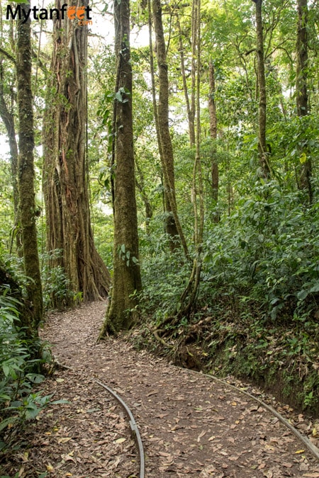 Hiking Monteverde Cloud Forest Reserve - sendero guindon