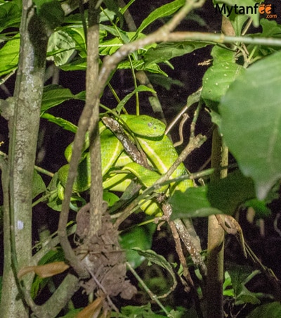 Night tour in Monteverde - green viper