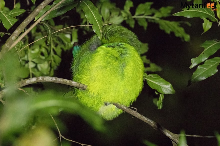 Night tour in Monteverde - sleeping emerald toucanet