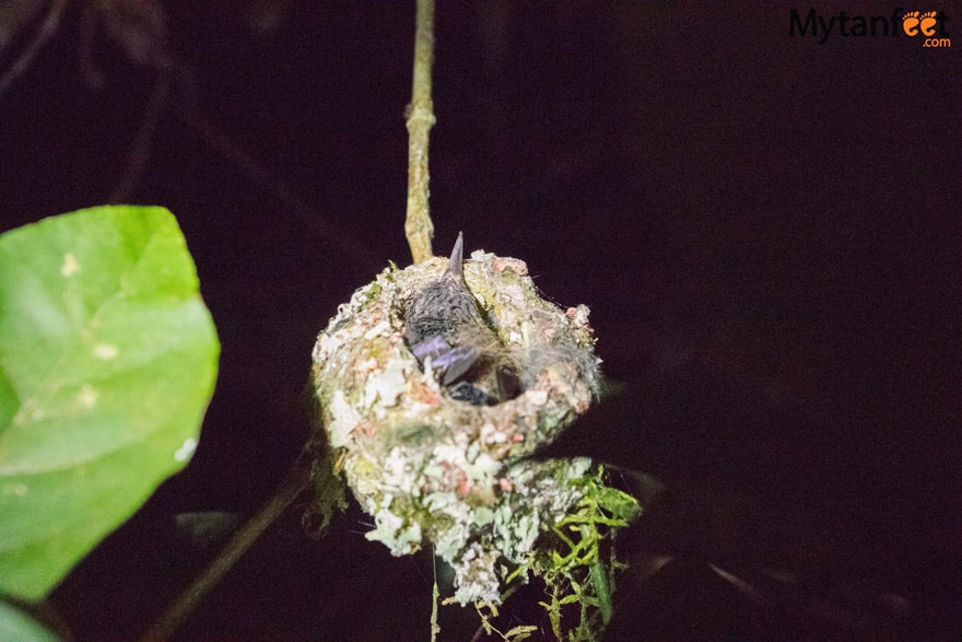Night tour in Monteverde - sleeping hummingbird