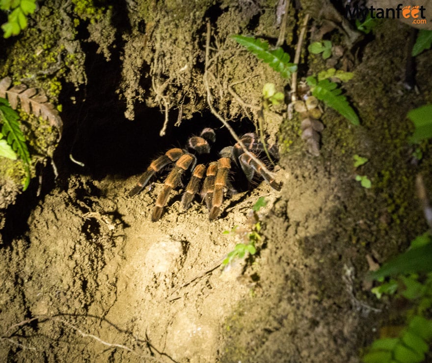 Night tour in Monteverde - tarantula