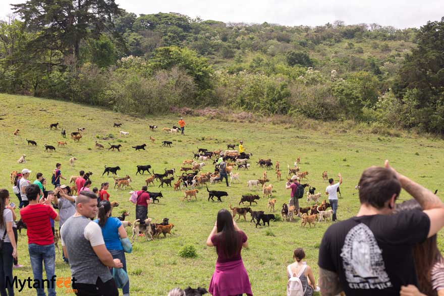 Territorio de Zaguates running with dogs