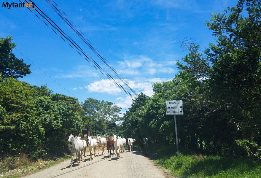 Monteverde road conditions - las juntas