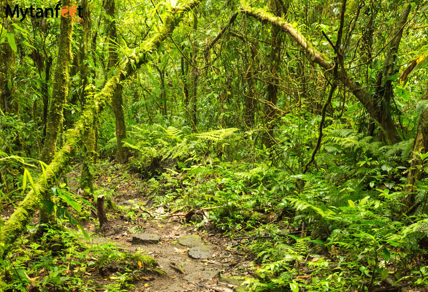 The Santa Elena Cloud Forest Reserves - Children's Eternal Rain Forest, Monteverde and Santa Elena Cloud Forest Reserve