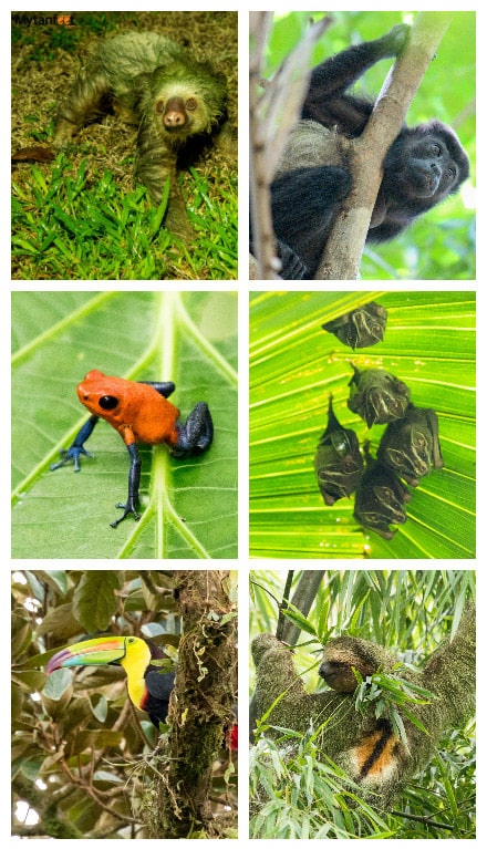 monteverde or arenal - arenal wildlife