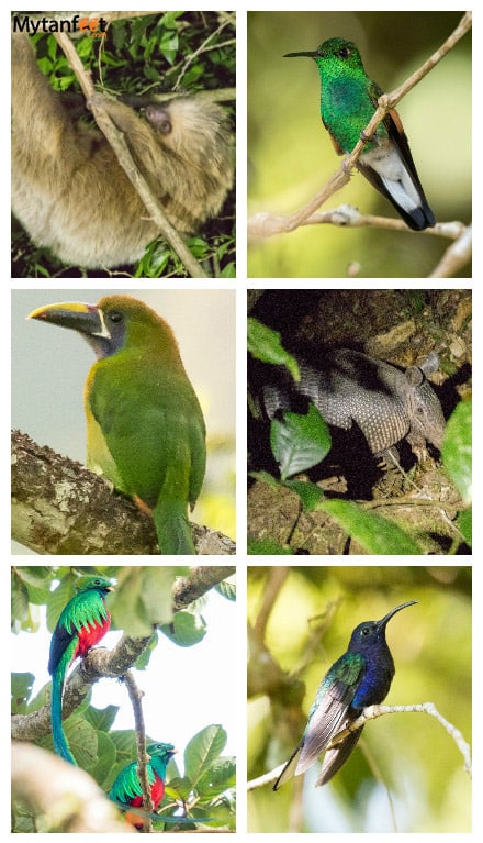 monteverde or arenal - monteverde wildlife
