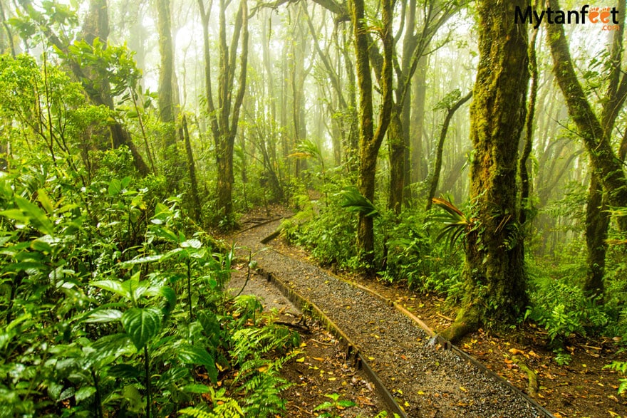 Things to do in Monteverde - Hike Cloud Forest Reserves