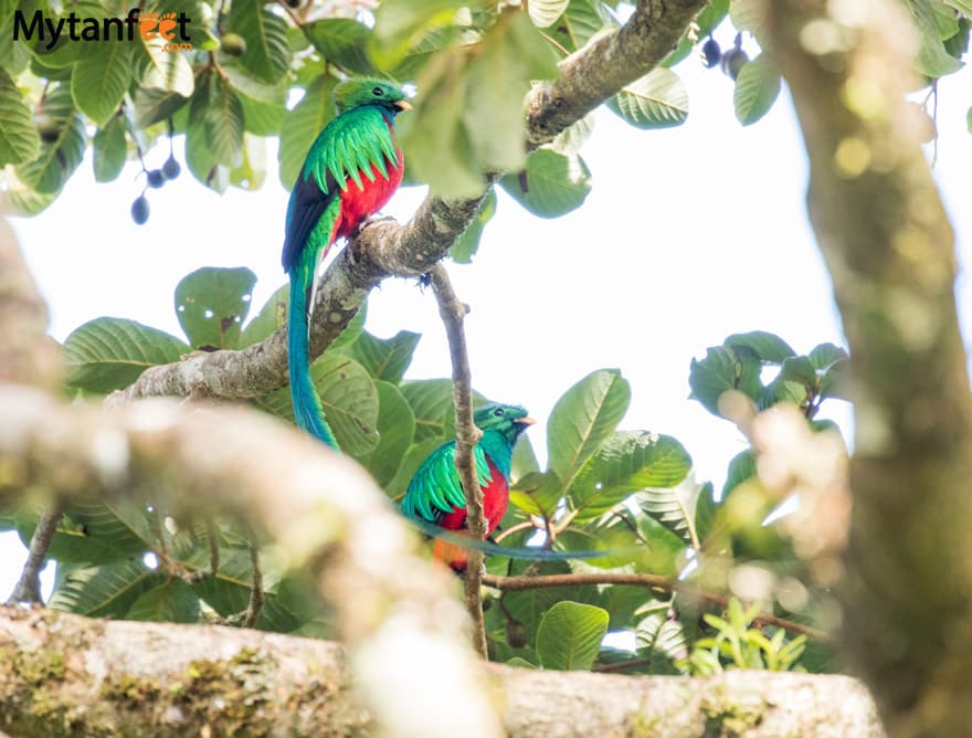 Things to do in Monteverde - See Resplendant Quetzals