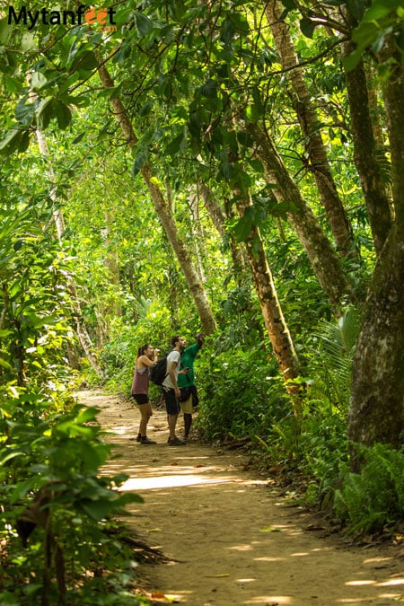 Cahuita National Park guided hikes - Cahuita Costa Rica