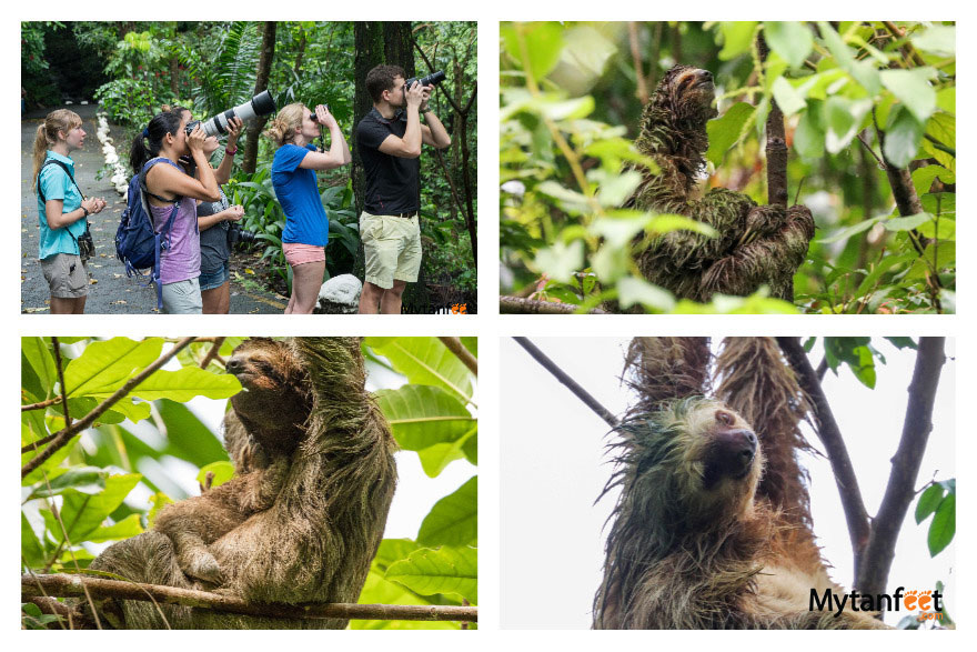 Tulemar Vacation Rentals and Resort - sloth walk