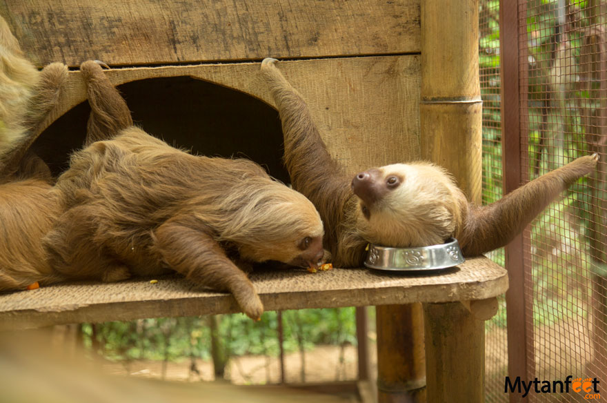 Jaguar Rescue Center sloths