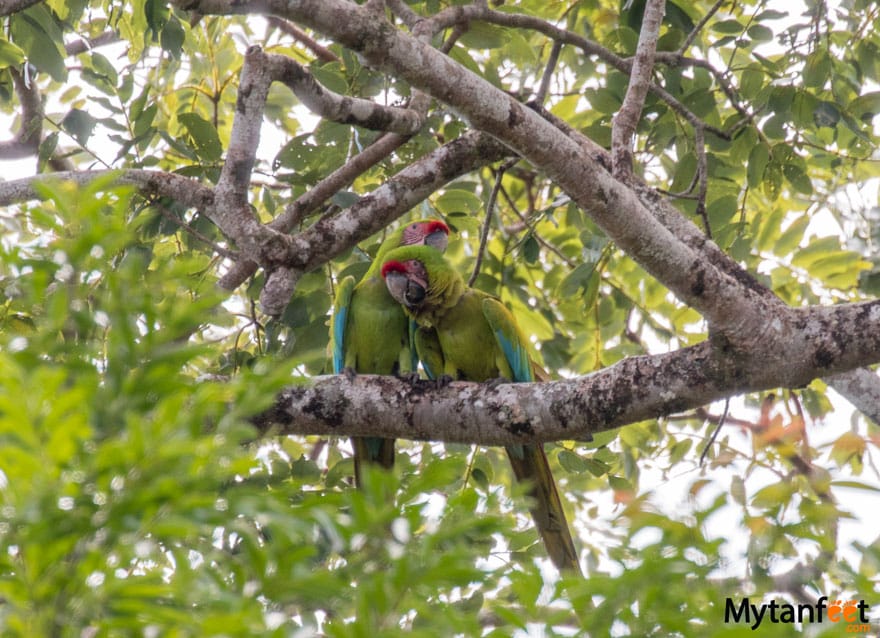 Great Green Macaws