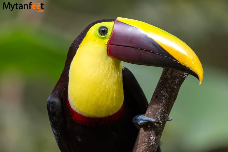 Where to see toucans in Costa Rica - Black mandibled toucan
