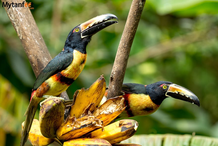 Where to see toucans in Costa Rica - Collarred aracari