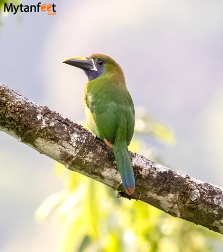 Where to see toucans in Costa Rica - Emerald Toucanet