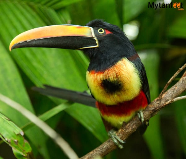 Where to see toucans in Costa Rica - Fiery billed Aracari