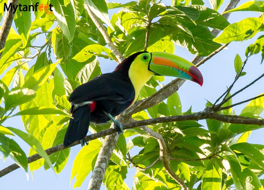 Where to see toucans in Costa Rica - keel billed toucan