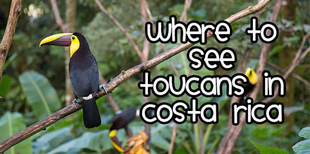 toucans in costa rica featured