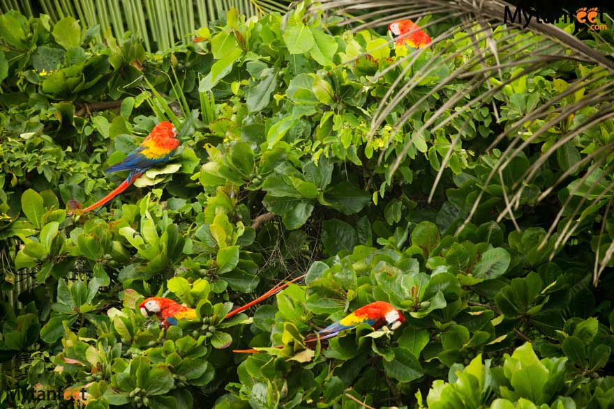 Costa Rica facts - biodiversity