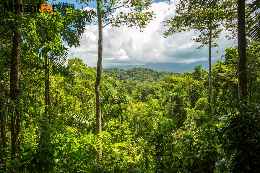 Costa Rica facts - rainforest