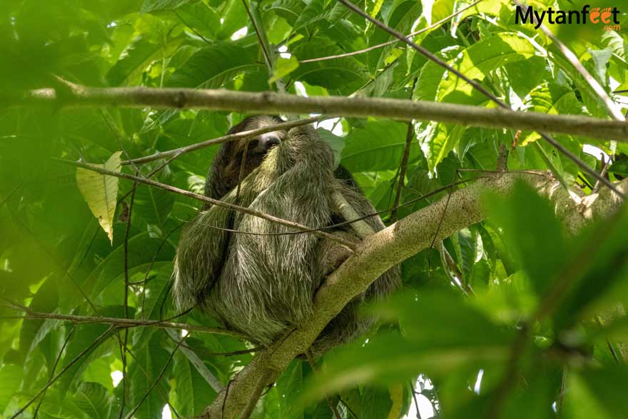 3 fingered sloth mom on Bogarin Trail La Fortuna sloth tour