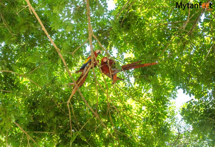 Playa Pochote Costa Rica - Scarlet Macaws