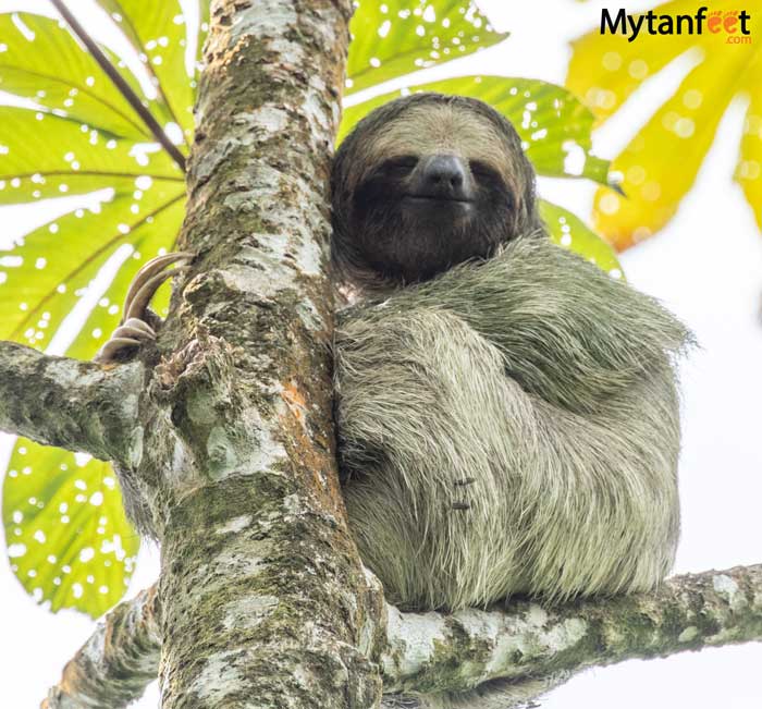 Sloth on La Fortuna sloth tour