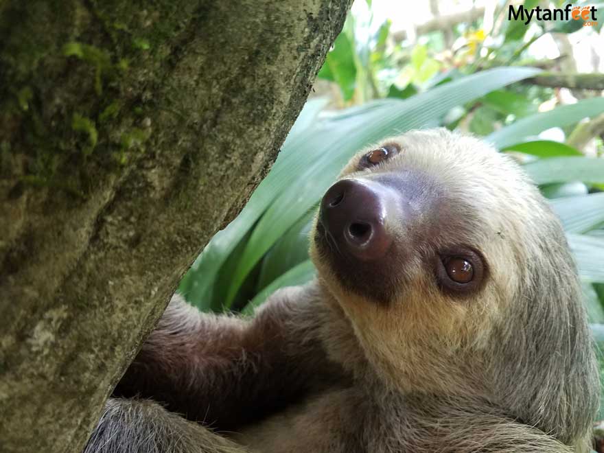 2 fingered sloth