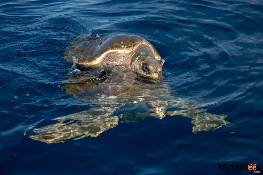 Sea turtles in Costa Rica - Gulf of Papagayo