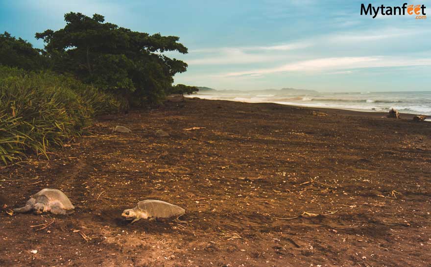 Sea turtles in Costa Rica - Ostional