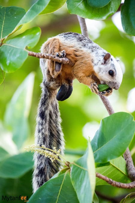 Costa rica wildlife - squirrel