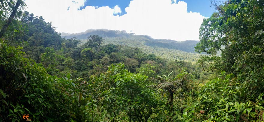 view of the rainforest and Tenorio Volcano