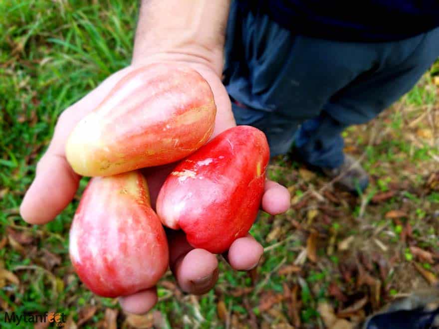 Costa Rica fruit manzana de agua