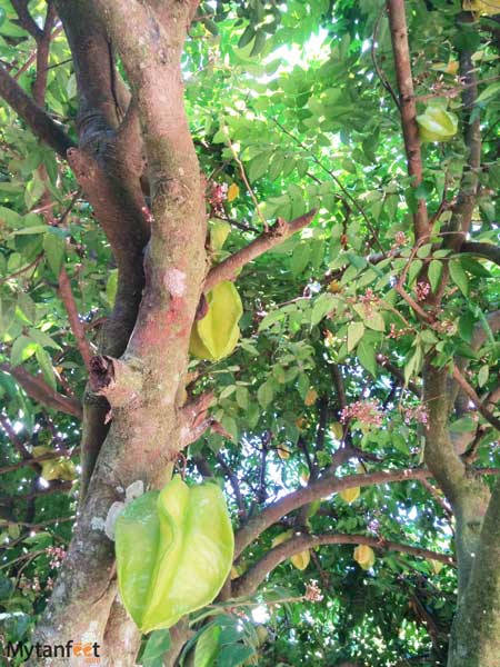 Costa Rica fruit - starfruit