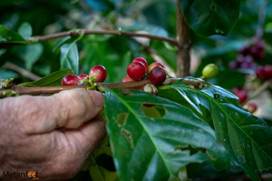 things to do in monteverde coffee tour
