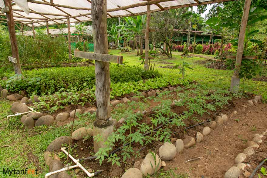 Hacienda Pozo Azul organic garden
