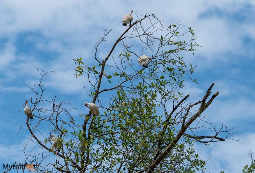 Damas-Island-Mangrove-boat-tour-white-ibis