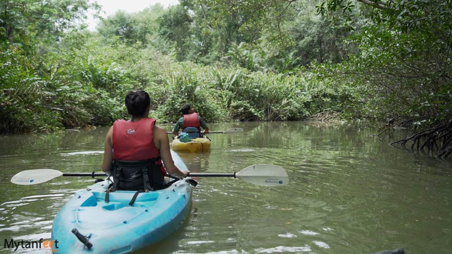 Damas Island mangrove kayak tour