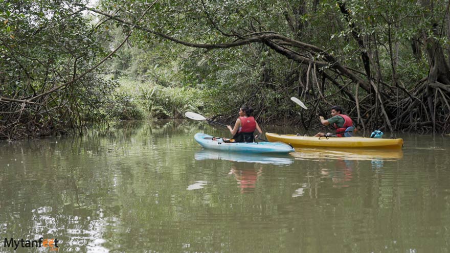 Damas Island mangrove kayak tour