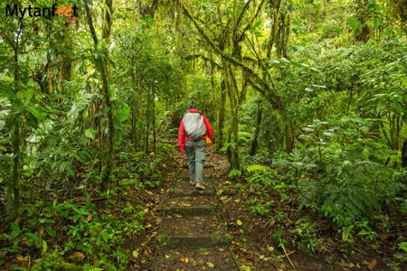 Hiking Santa Elena Reserve to avoid crowds in Costa Rica