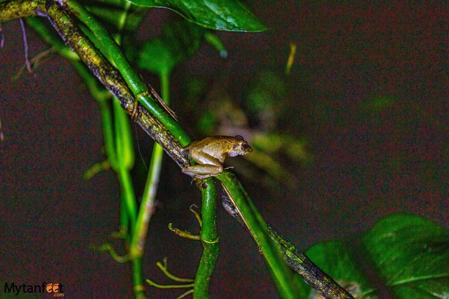 Night Walk Costa Rica Frog