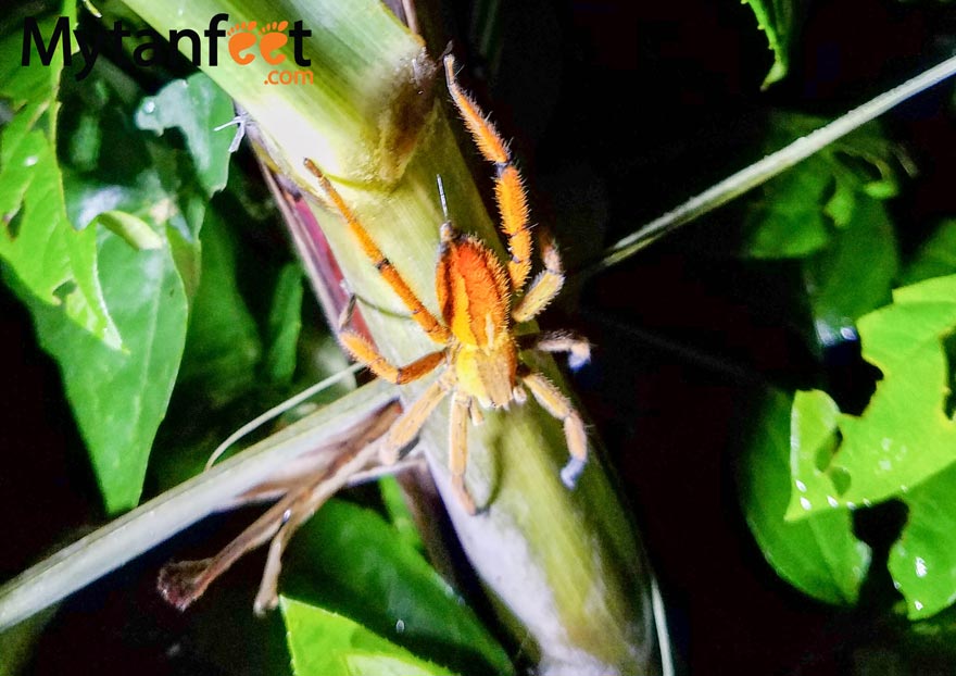 Costa Rica Spider, Arenal NIght walk