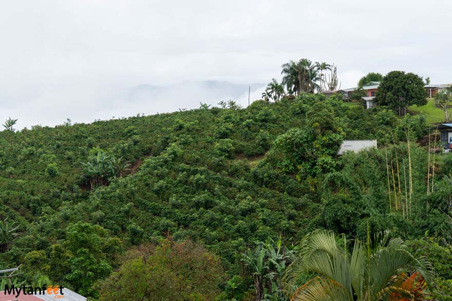 Local coffee farms in Costa Rica