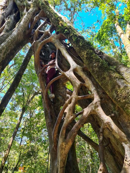 climbing Monteverde ficus tree
