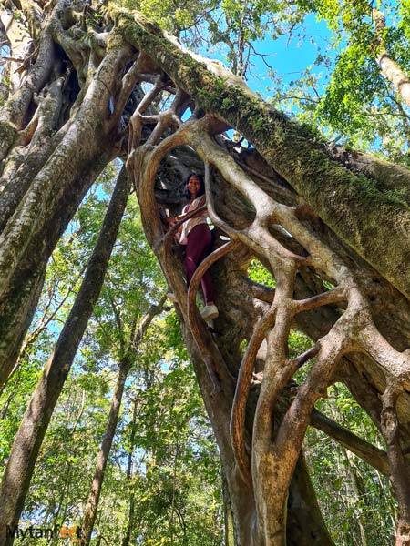 Free places in Monteverde climbing the hollow ficus tree