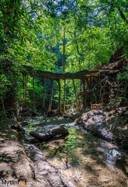 Free places in Monteverde ficus tree root bridge