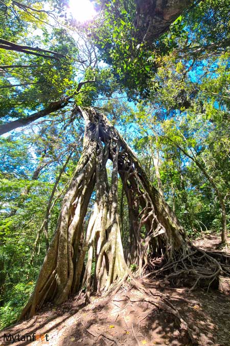 Free places in Monteverde hollow ficus tree