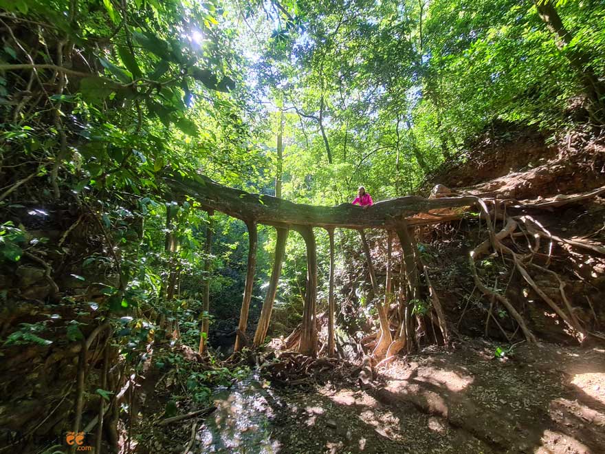Monteverde ficus root bridge