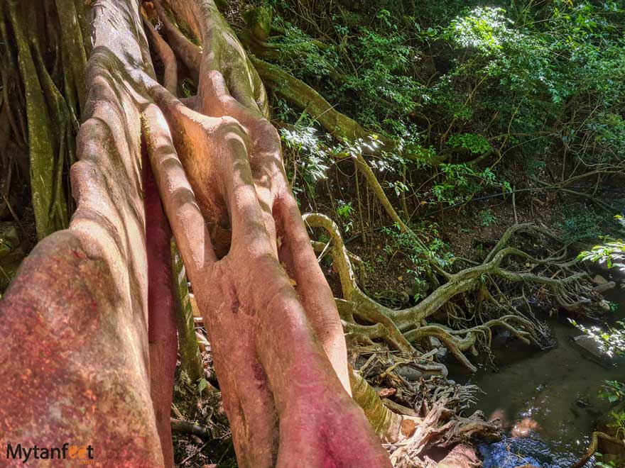 Monteverde ficus root bridge view from the top