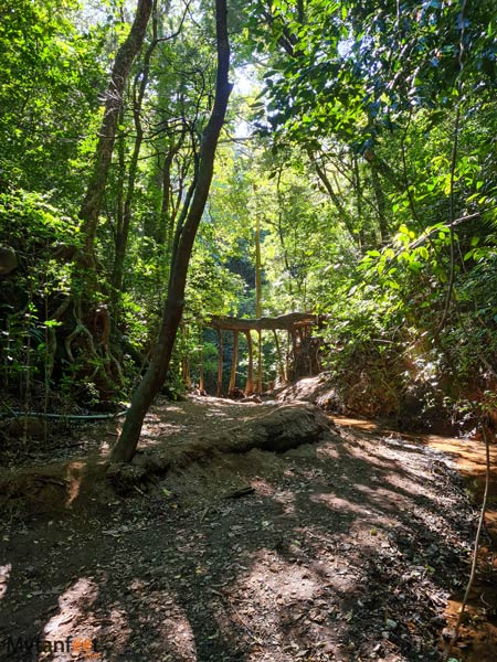monteverde ficus root bridge path